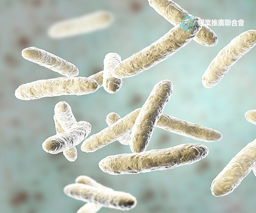 全球鰻業(yè)推廣聯(lián)合會香港企業(yè)官網(wǎng)開發(fā)建設(shè)制作案例